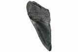 Partial Fossil Megalodon Tooth - South Carolina #296127-1